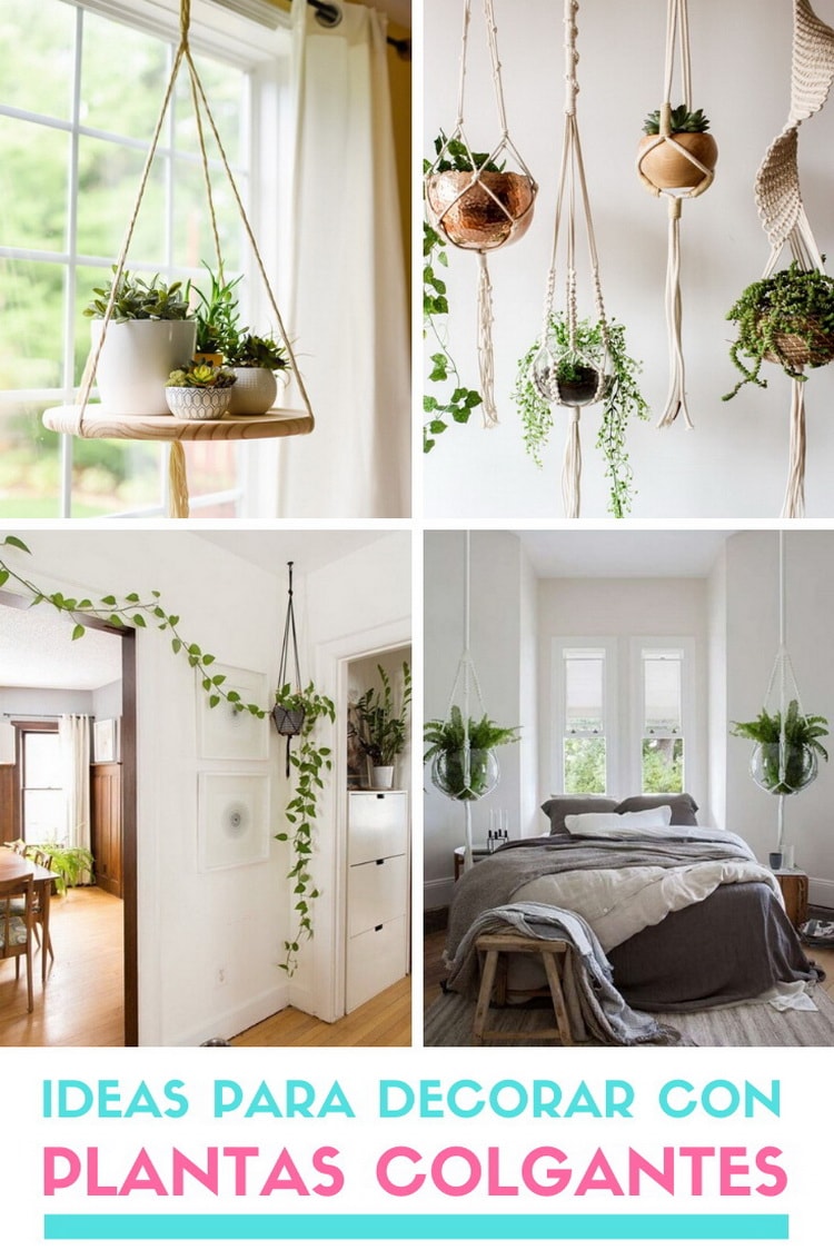 ▷ Plantas para decorar el hogar.
