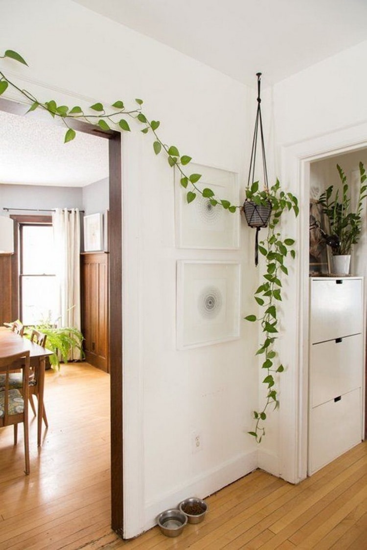 módulo salida Empleador ▷ Plantas colgantes para decorar el hogar. Maceteros colgantes.