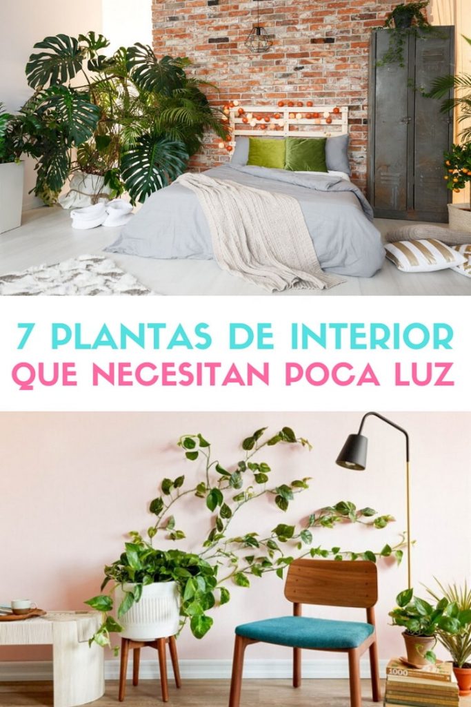 Plantas De Interior Que Necesitan Poca Luz Decorar Con Plantas