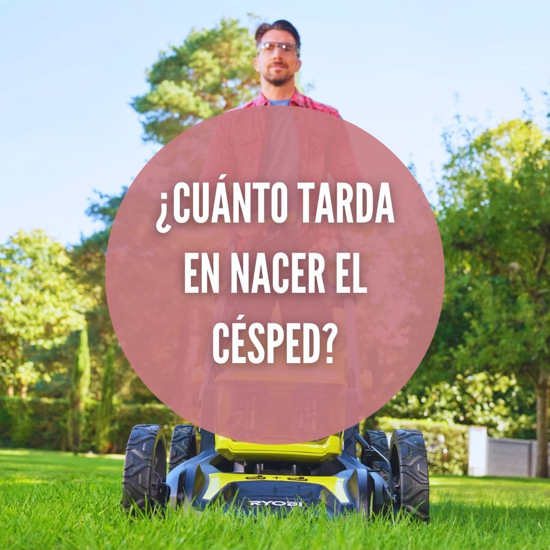 ¿Cuánto tarda en nacer el césped recién plantado?